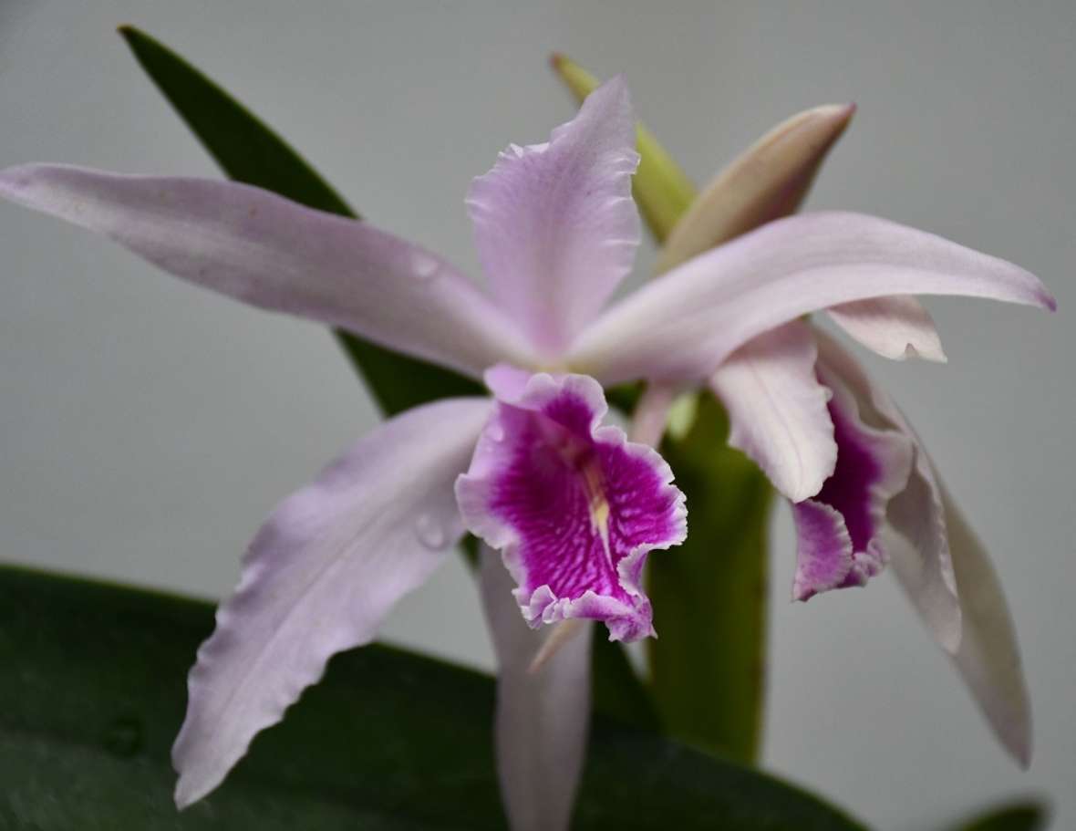 zu sehen ist eine Orchideenblüte in Großaufnahme mit hell und dunkellila Blütenblättern