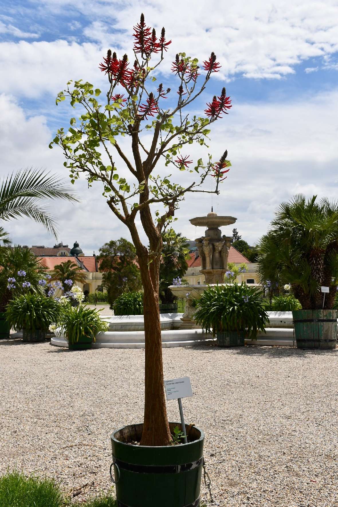 zu sehen ist ein Baum in einem Pflanzgefäß mit grünen Blättern und roten Blütenständen