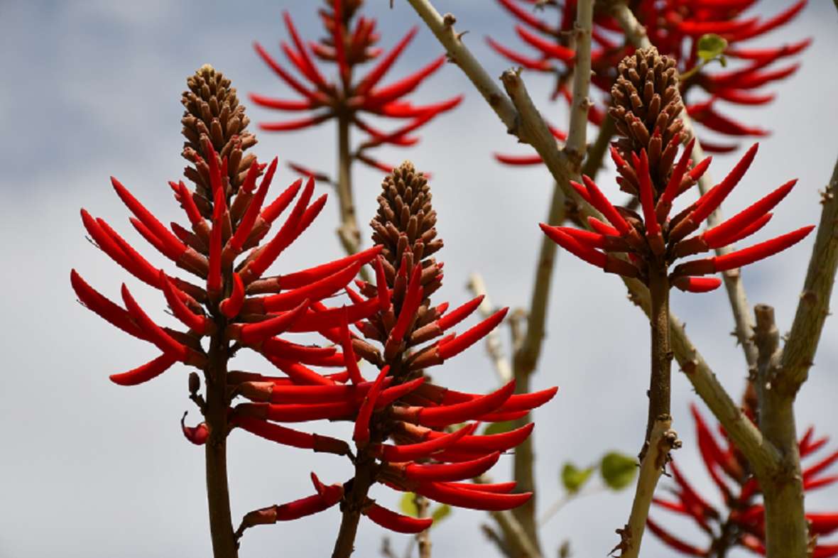 zu sehen sind rote Blütenstände eines Baumes