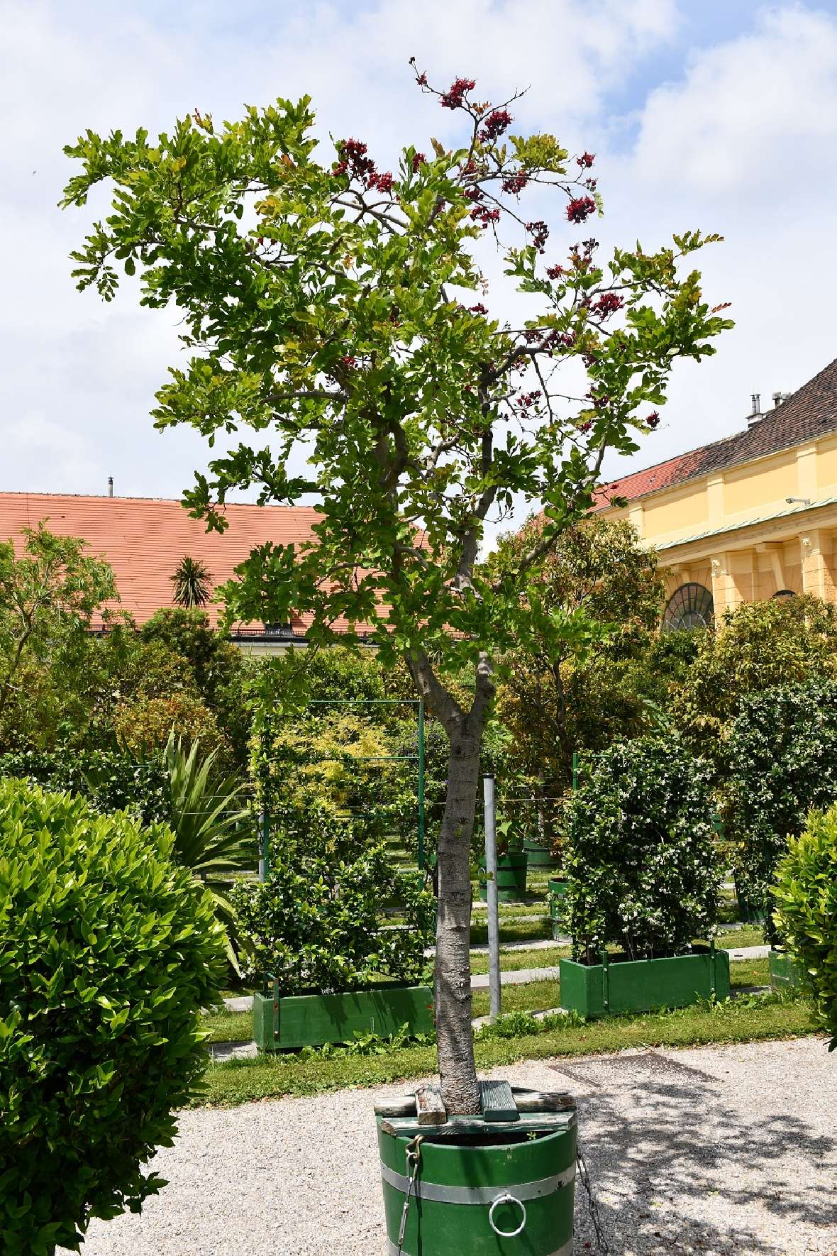 zu sehen ist ein Baum mit grünen Blättern und roten Blüten in einem grünen Pflanzgefäß aus Holz