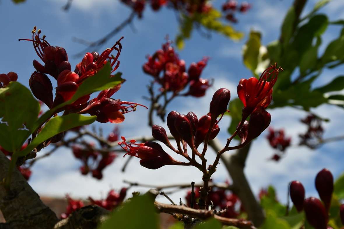 zu sehen sind rote Blüten mit grünen Blättern, im Hintergrund der blaue Himmel