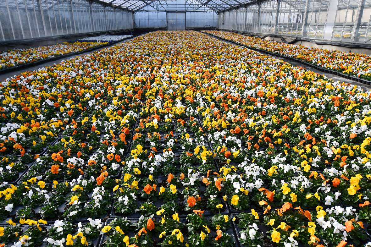 zu sehen sind Blumen in gelb, weiß und blau in einem Glashaus