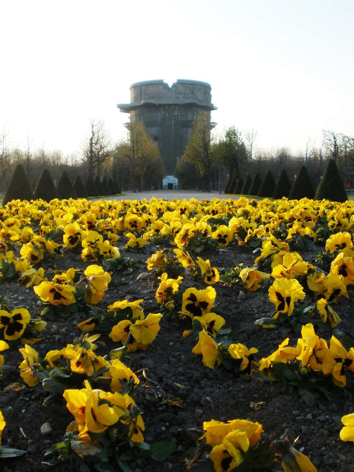 zu sehen sind gelbe Blumen in einem Beet, dahinter ein großes, rundes Gebäude