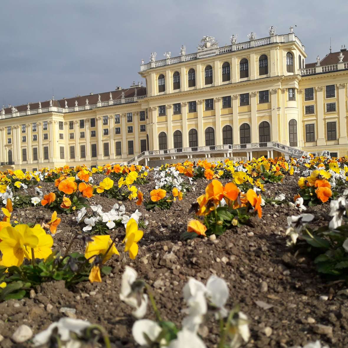 zu sehen sind gelbe Blumen in einem Beet, dahinter sieht man das Schloss Schönbrunn
