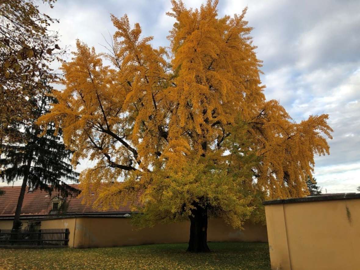 zu sehen ist ein großer, einzelner Baum auf einer Wiese mit gelb gefärbten Blättern