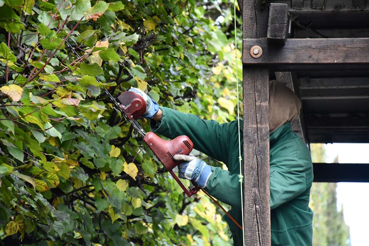 man sieht eine grüne Hecke, die von einem Mann mit einer elektrischen Heckenschere geschnitten wird.