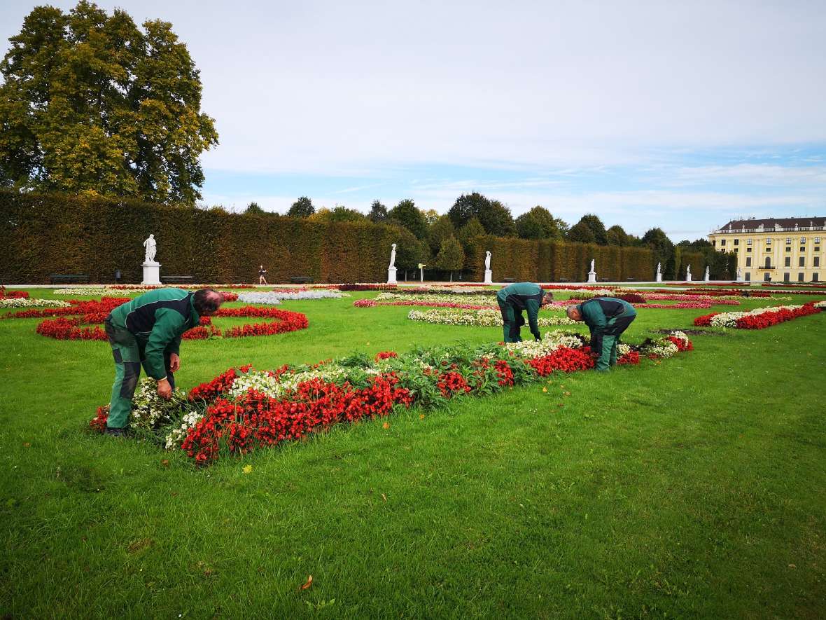 zu sehen ist eine grüne Wiese in der sich Beete befinden, in denen sich rote und weiße Blumen befinden. Einige Gärtner stehen bei den Beeten in gebückter Haltung und entfernen diese Blumen aus.