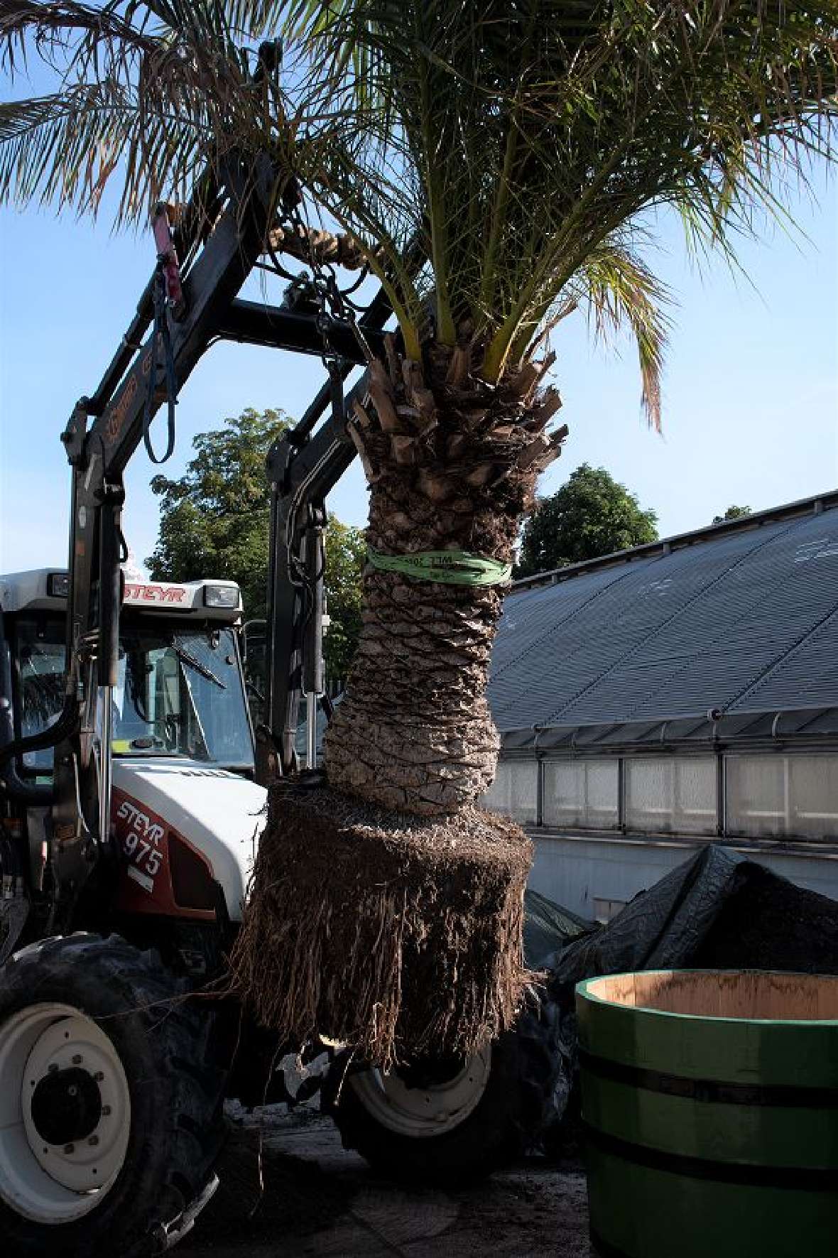 zu sehen ist ein Traktor, der eine Palme mit einem sehr großen Wurzelballen in einen neuen Holzkübel hebt.