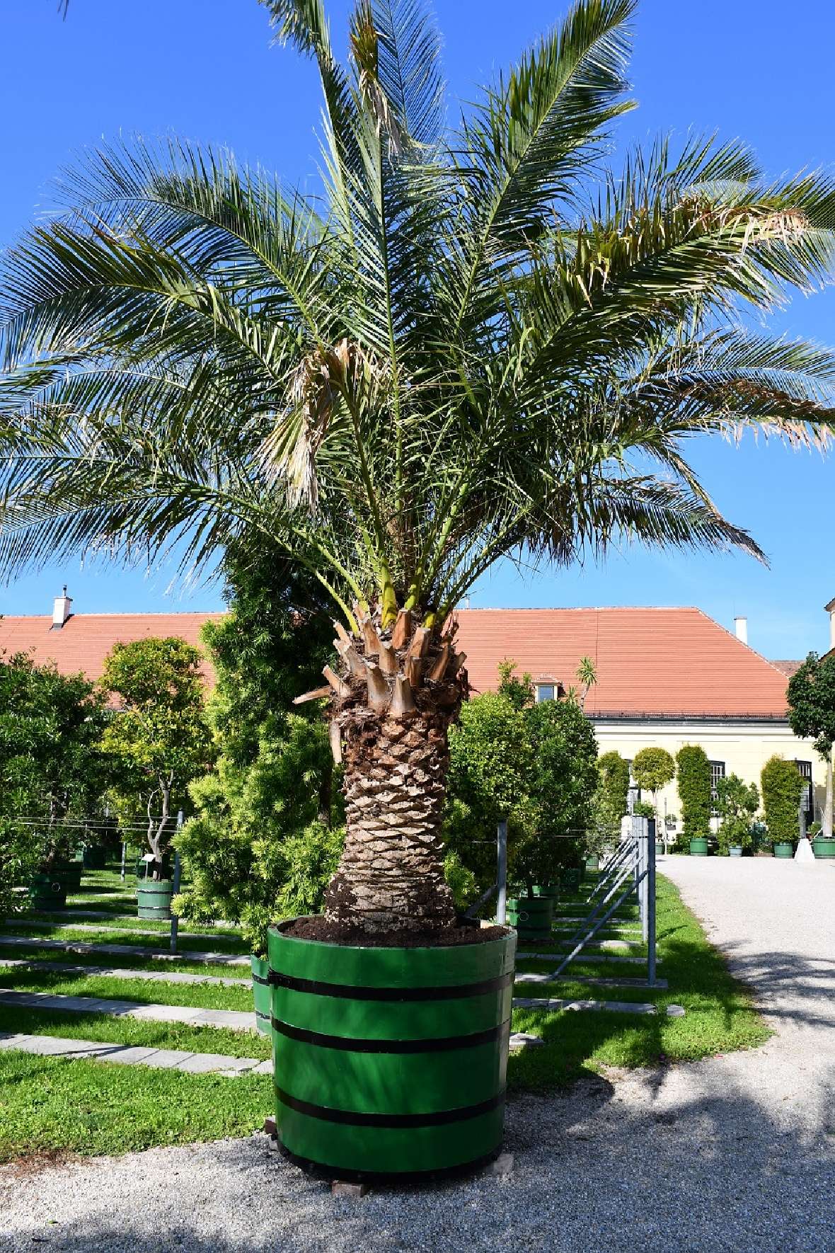 zu sehen ist eine große Palme mit grünen Palmwedeln in einem grünen Holzgefäß auf einem Kiesweg