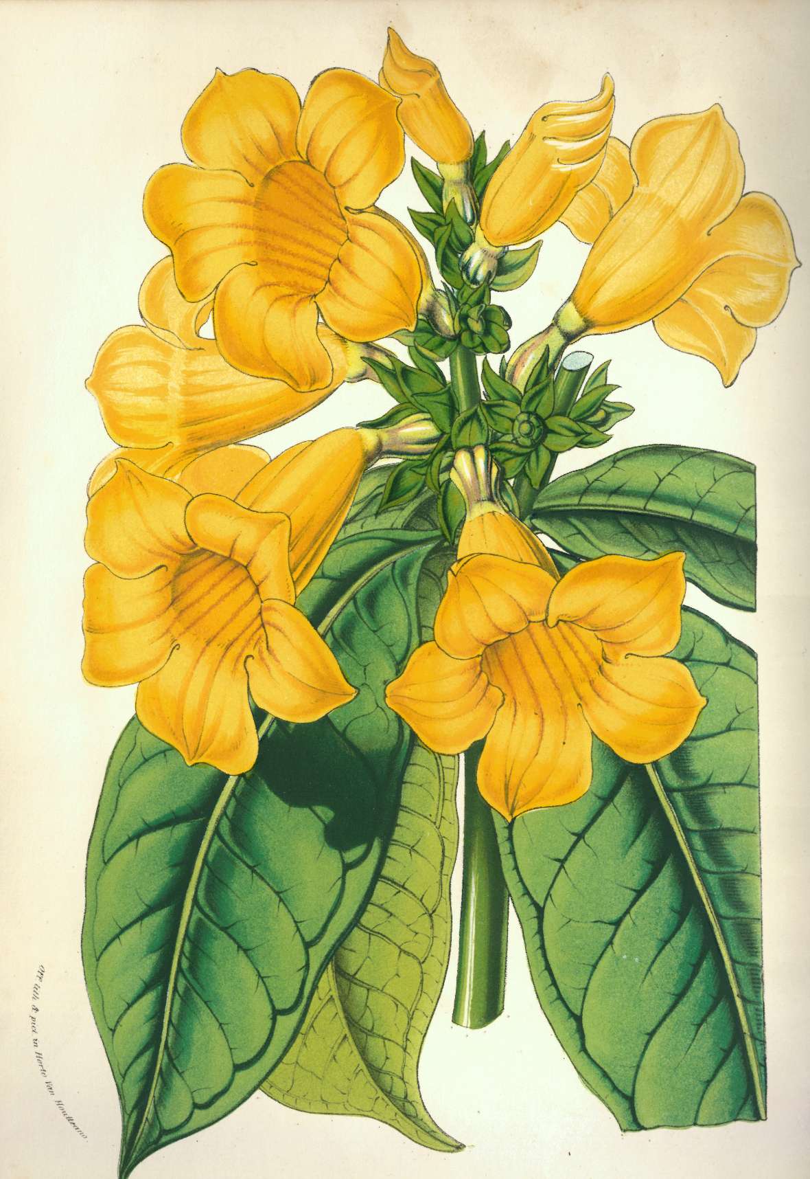 zu sehen ist eine Pflanze mit grünem Stängel und grünen Blättern und gelben, trompetenförmigen Blüten