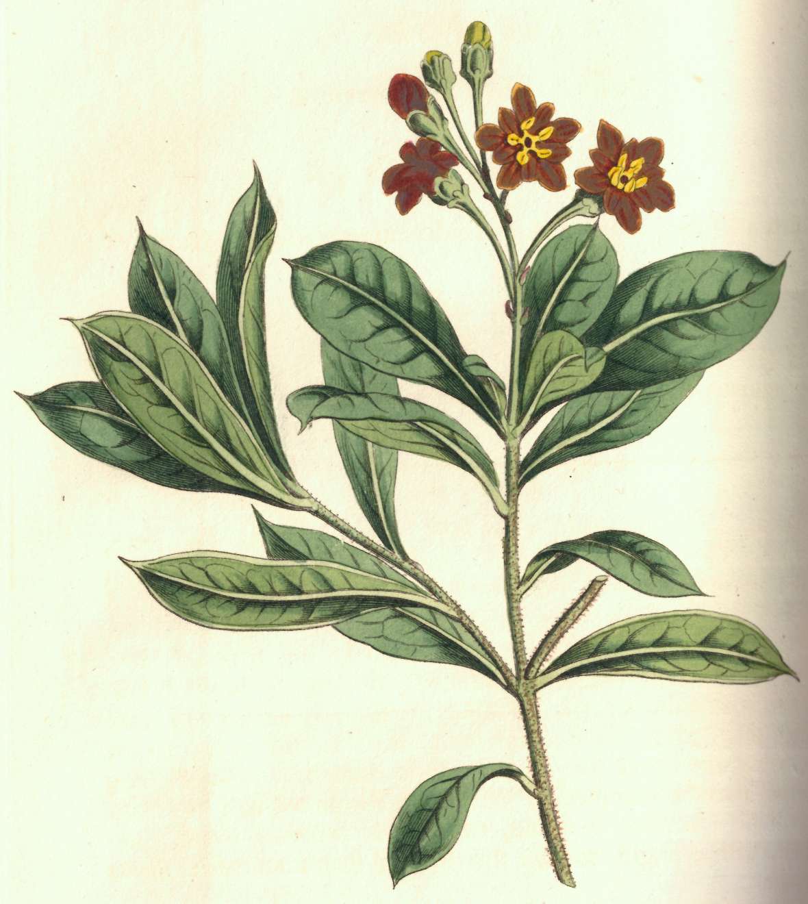 zu sehen ist eine Pflanze mit grünem Stängel und Blättern und roten Blüten