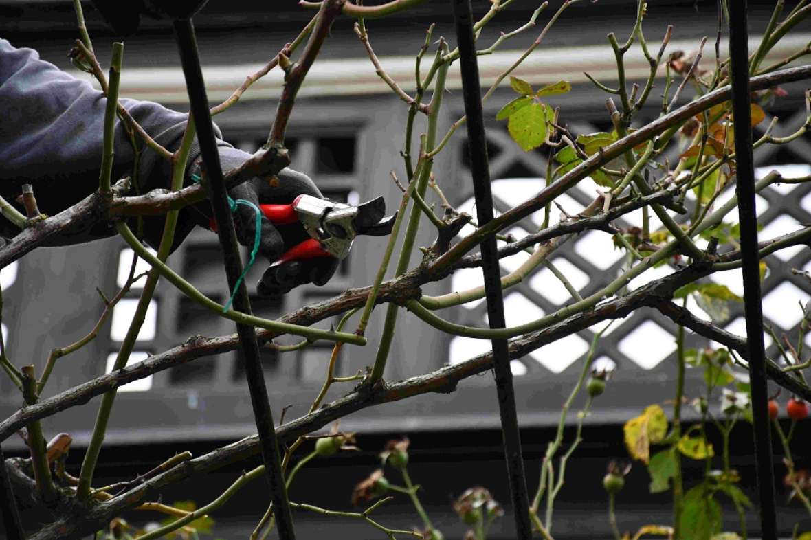 zu sehen ist eine Hand, die eine Gartenschere hält und an verblühten Rosen schneidet