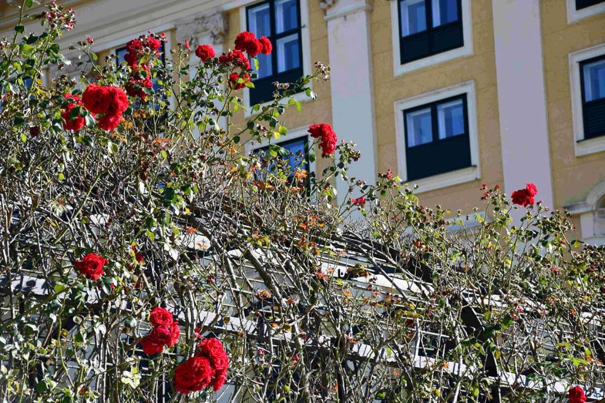 zu sehen ist ein Rosenbogen mit roten, verblühten Rosenblüten, dahinter ein gelbes Gebäude