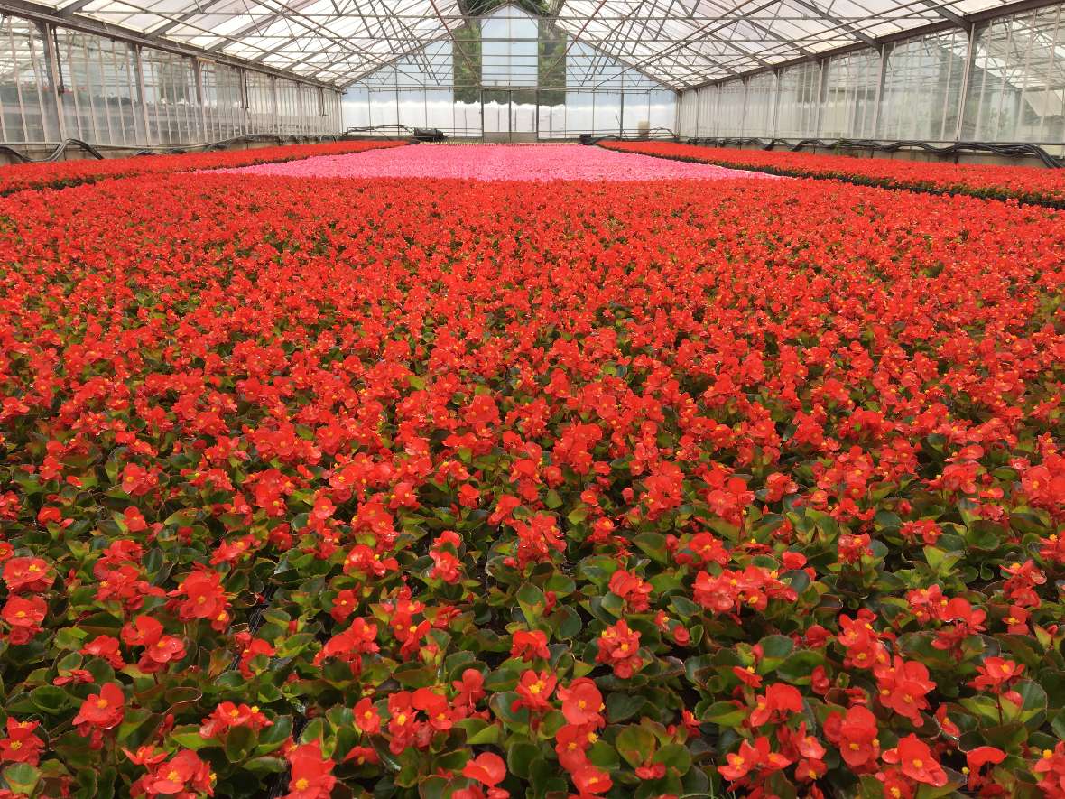 zu sehen sind rote Blumen in einem Glashaus