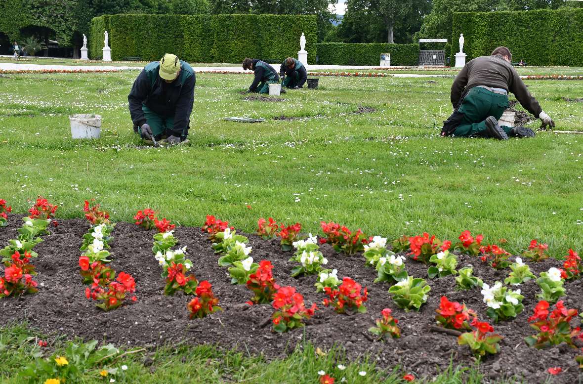 zu sehen sind einige Gärtner die am Boden hocken und rote und weiße Blumen in ein Beet einsetzen