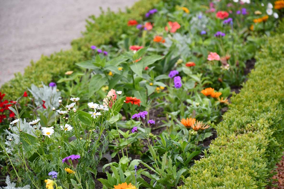 zu sehen sind verschiedene bunte Blumen in weiß, gelb, lila und rot in einem Beet