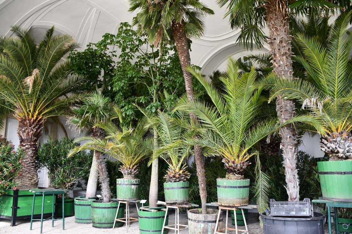 zu sehen sind Palmen in verschiedenen Größen in grünen Holzgefäßen in einer Halle