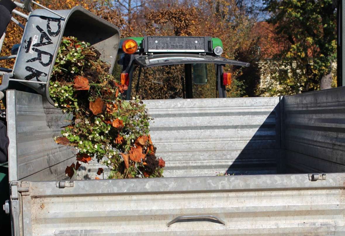 zu sehen ist ein Anhänger, in den eine Scheibtruhe voll mit abgeernteten, verblühten Blumen gekippt wird