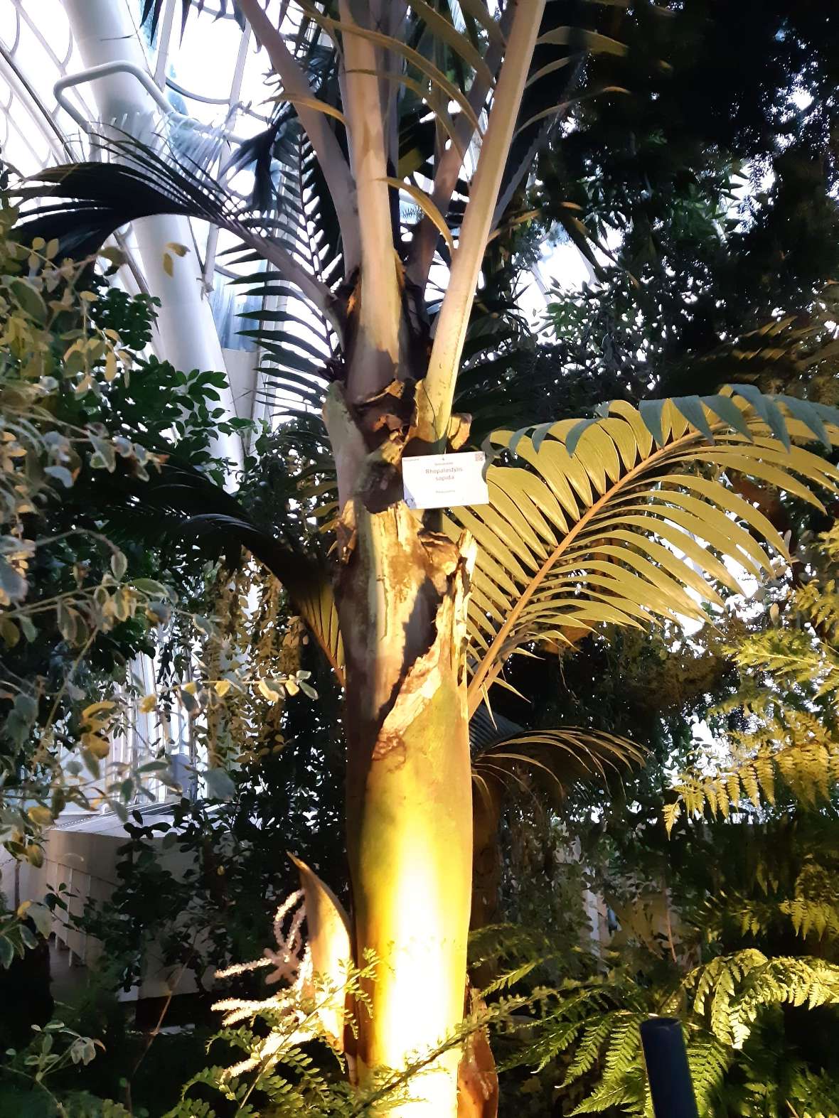 zu sehen ist eine Palme im Schönbrunner Palmenhaus