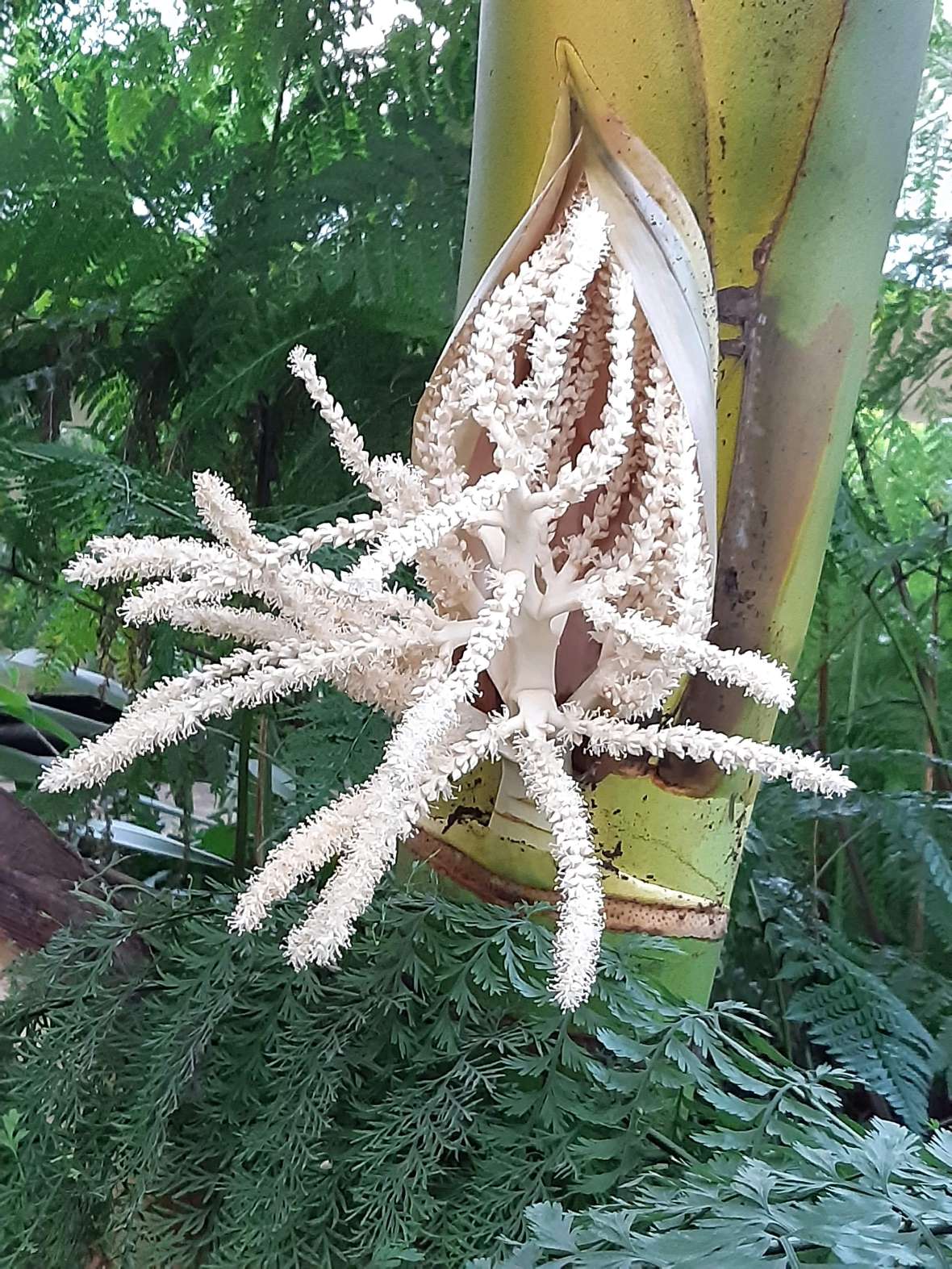 zu sehen sind weiße Blüten an einem Palmstamm