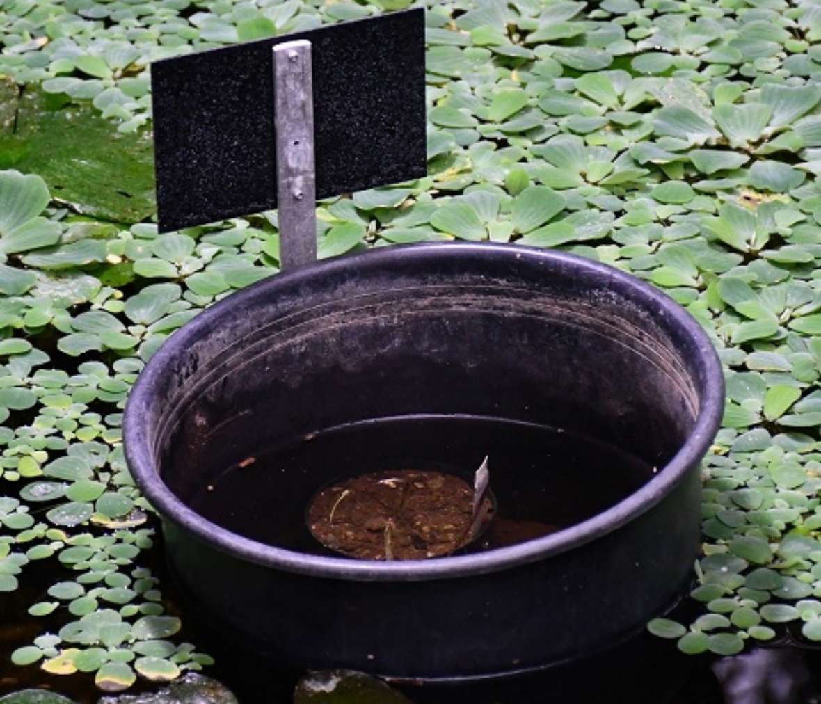 zu sehen ist ein Kübel in dem ein kleiner Topf mit Erde. Dieser Kübel steht in einem Wasserbecken in dem kleine grüne Pflanzen schwimmen.