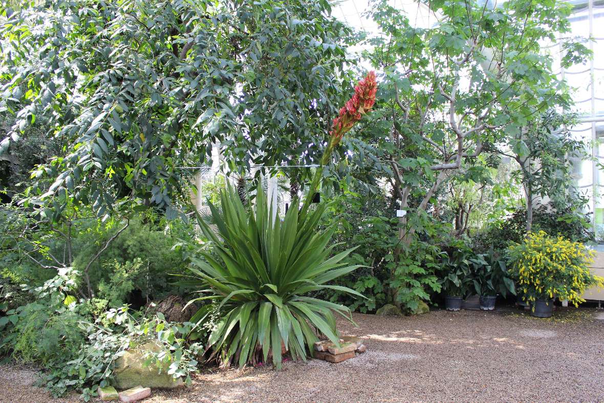 Gesamtaufnahme der Pflanze der Doryanthes palmeri im Palmenhaus