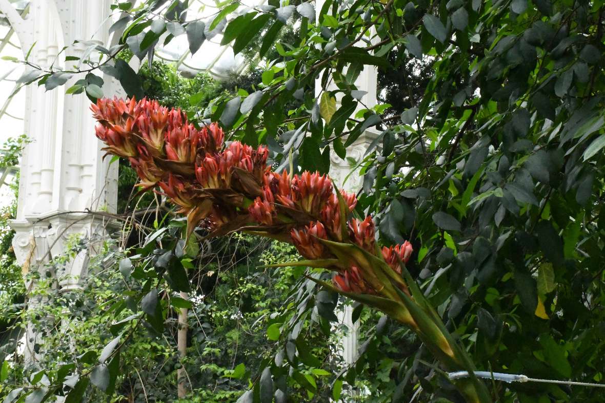 Nahaufnahme des grünen Blütenschafts der Doryanthes palmeri mit hunderten roten Einzelblüten