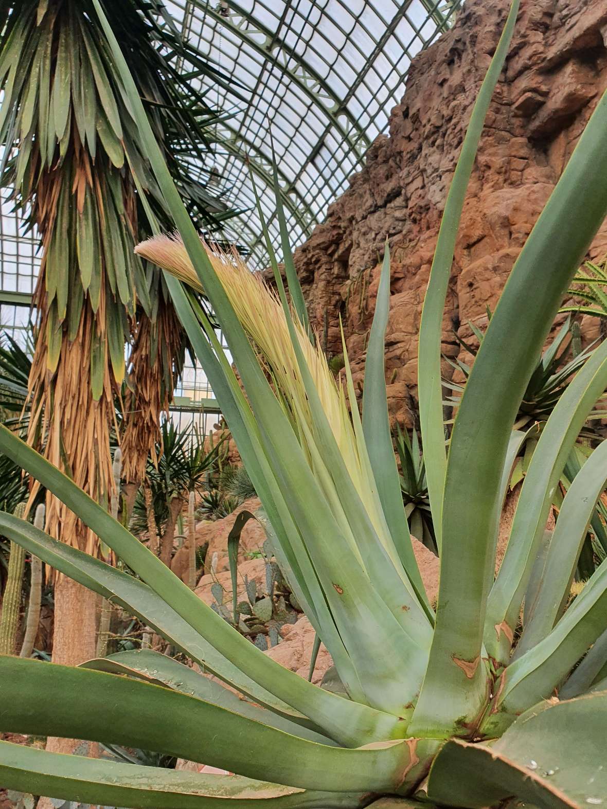 Zu sehen ist eine blühende grüne Agave mit einer Blüte