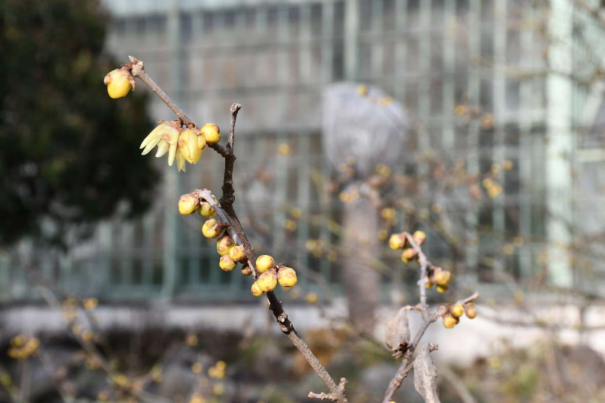 Nahaufnahme von einer gelb blühenden Chimonanthus