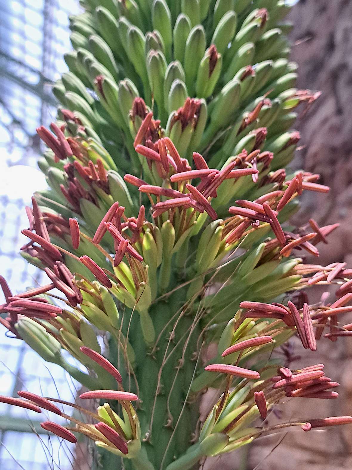 Offene Blüten vom Agave ghiesbreghtii