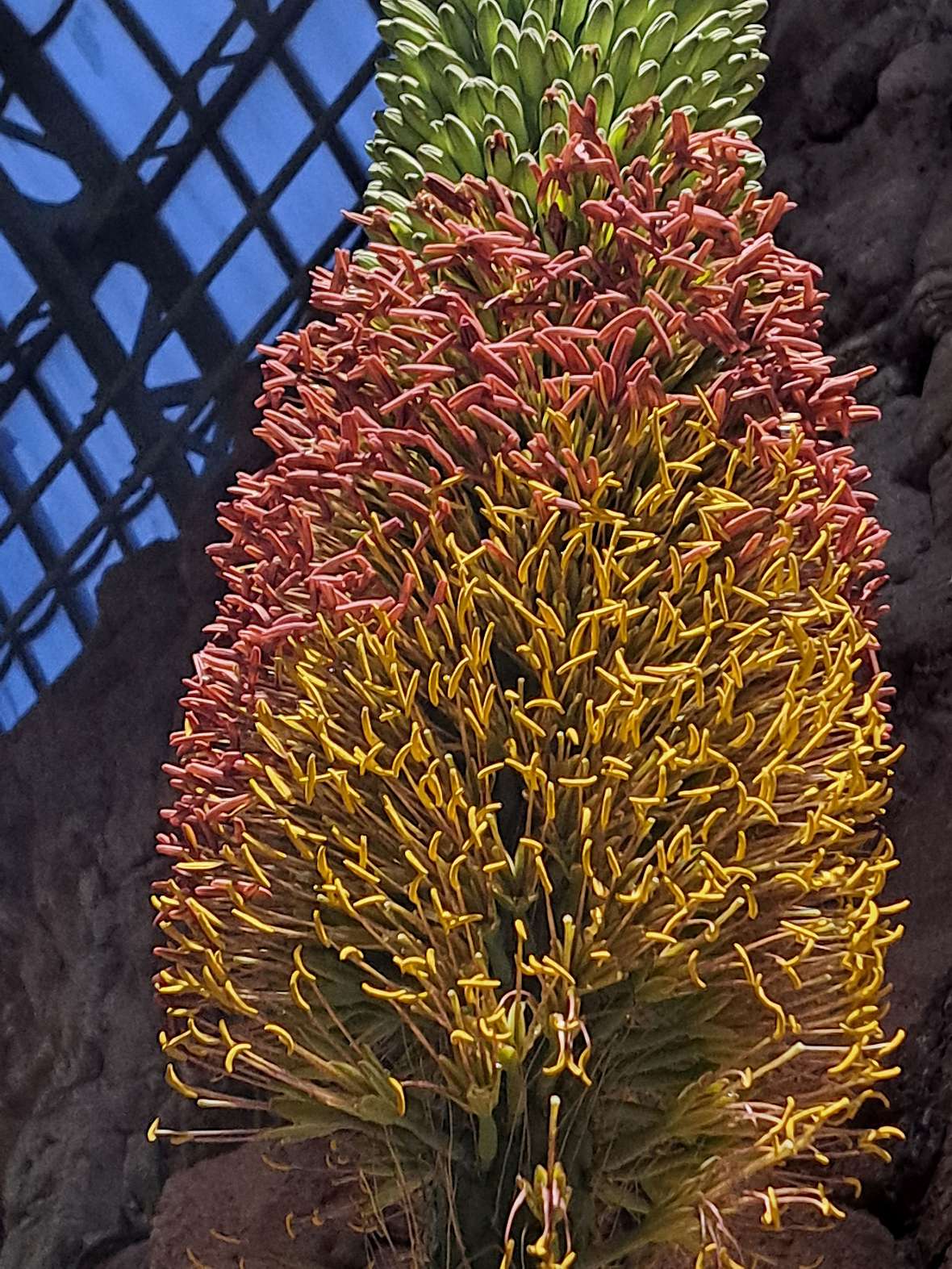 Offene Blüten der Agave ghiesbreghtii