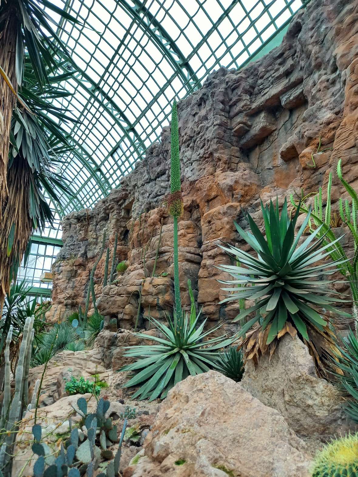 Blühende Agave im Wüstenhaus