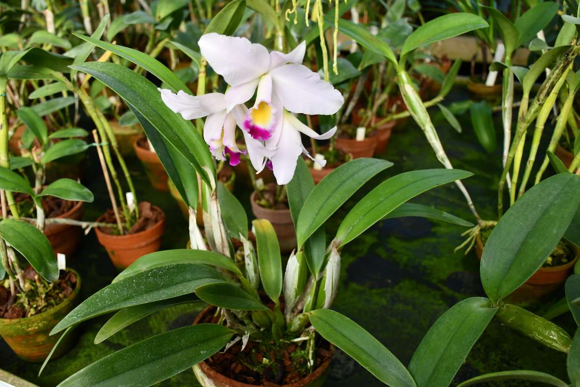Orchidee im Topf mit großer Blüte