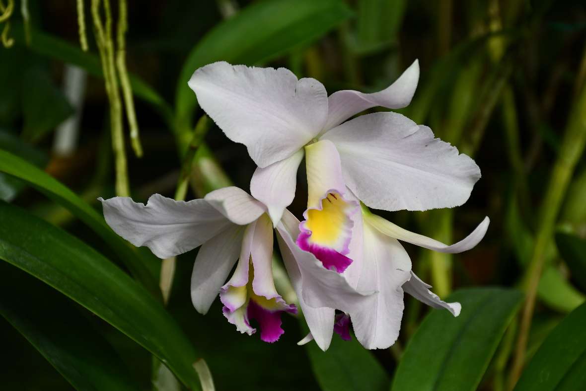 Portrait einer Orchideenblüte