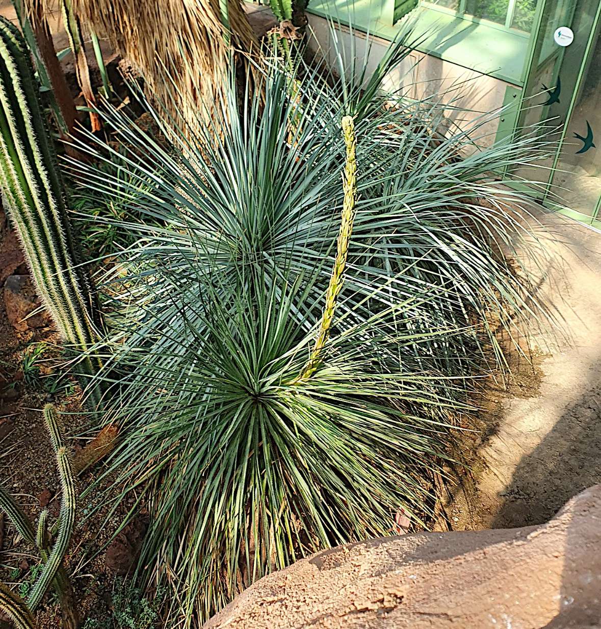 Blütenstand von Dasylirion im Wüstenhaus