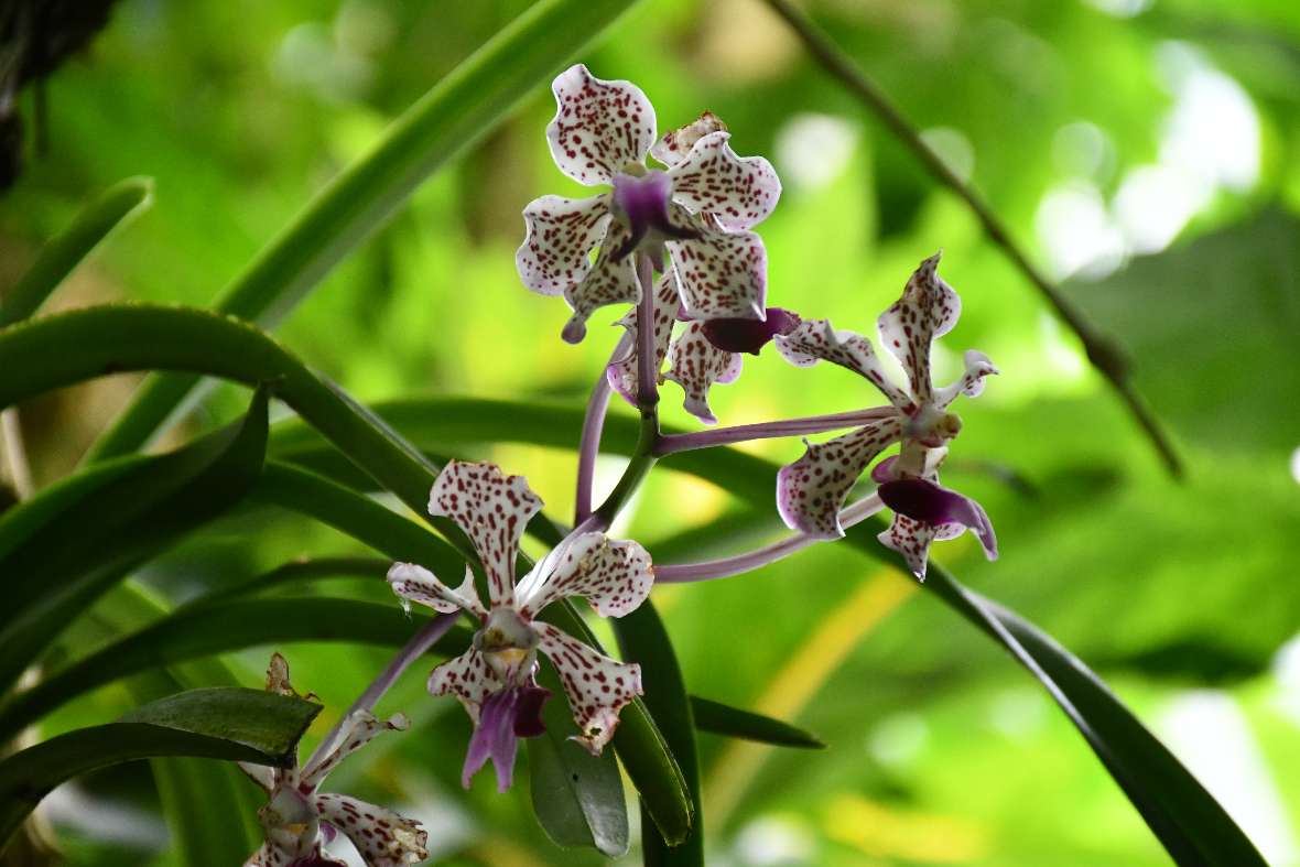 Orchideen blühen im Palmenhaus