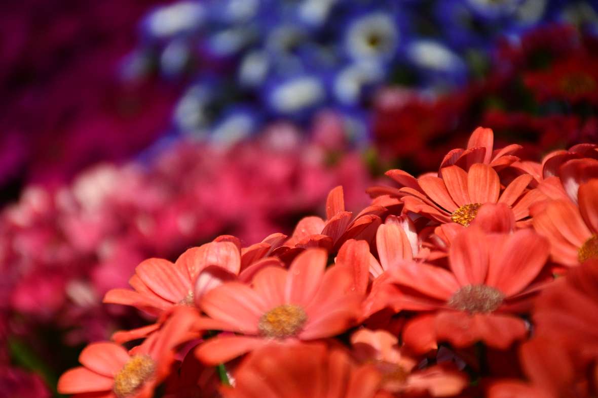 Verschiedene Sommerblumen in rot, blau und anderen Farben schmücken das Palmenhaus