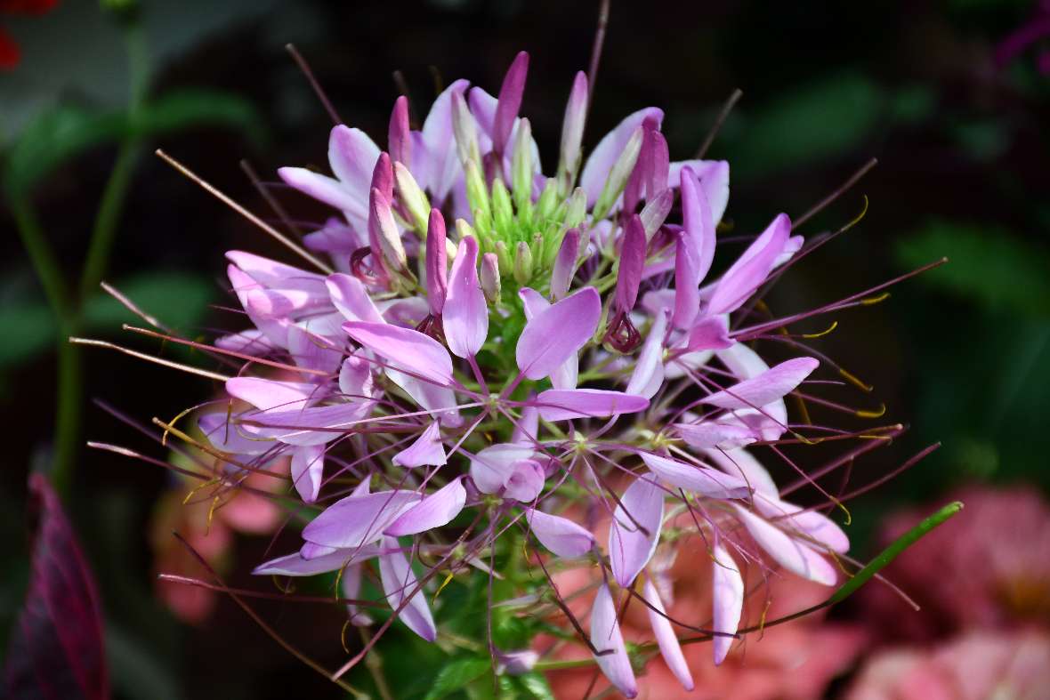 Eine lila Blüte in Großaufnahme