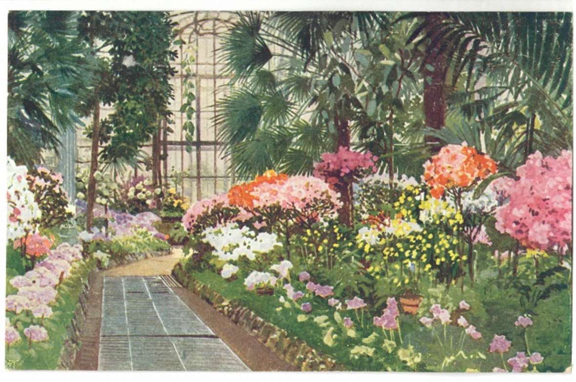 Historische Postkarte mit blühenden Azaleen im Palmenhaus