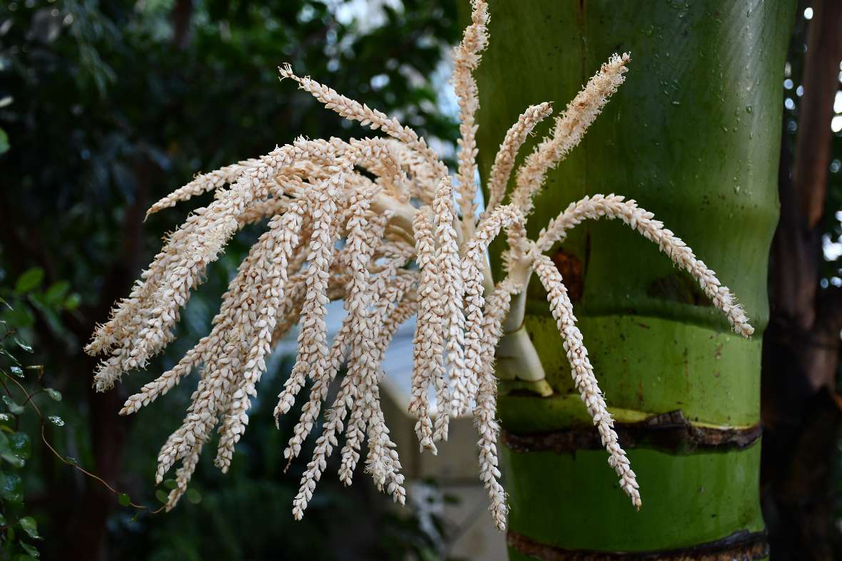 Blütenstand einer Nicaupalme