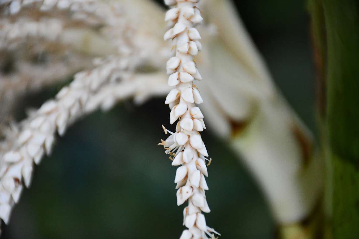 Detail des Blütenstandes einer Nicaupalme