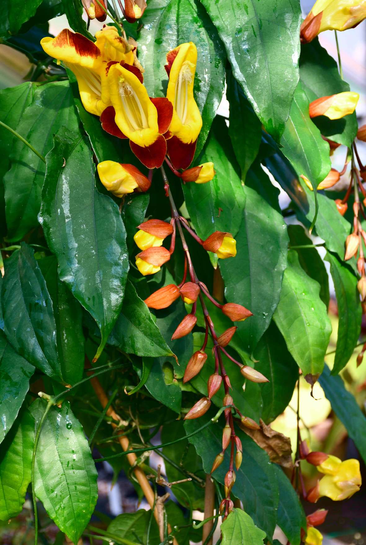 Bütenrispe von Thunbergia mysorensis