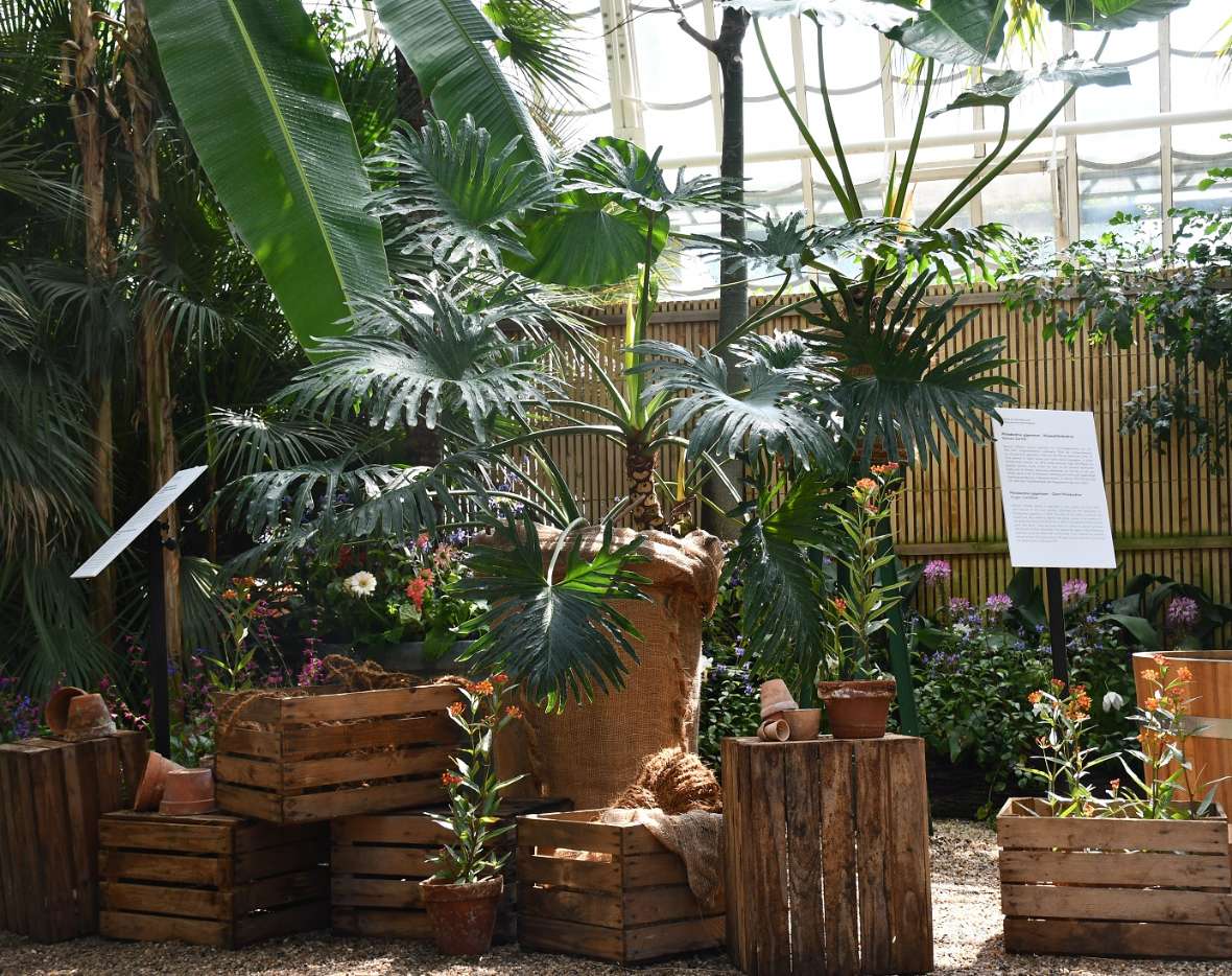 Aronstabgewächse in der Sonderausstellung Palmenhaus