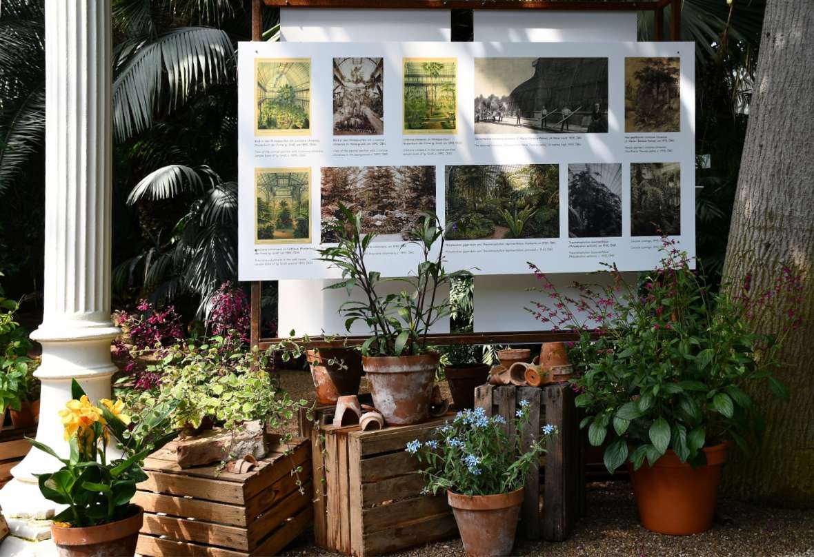 Ausstellungstafel Sonderausstellung Palmenhaus