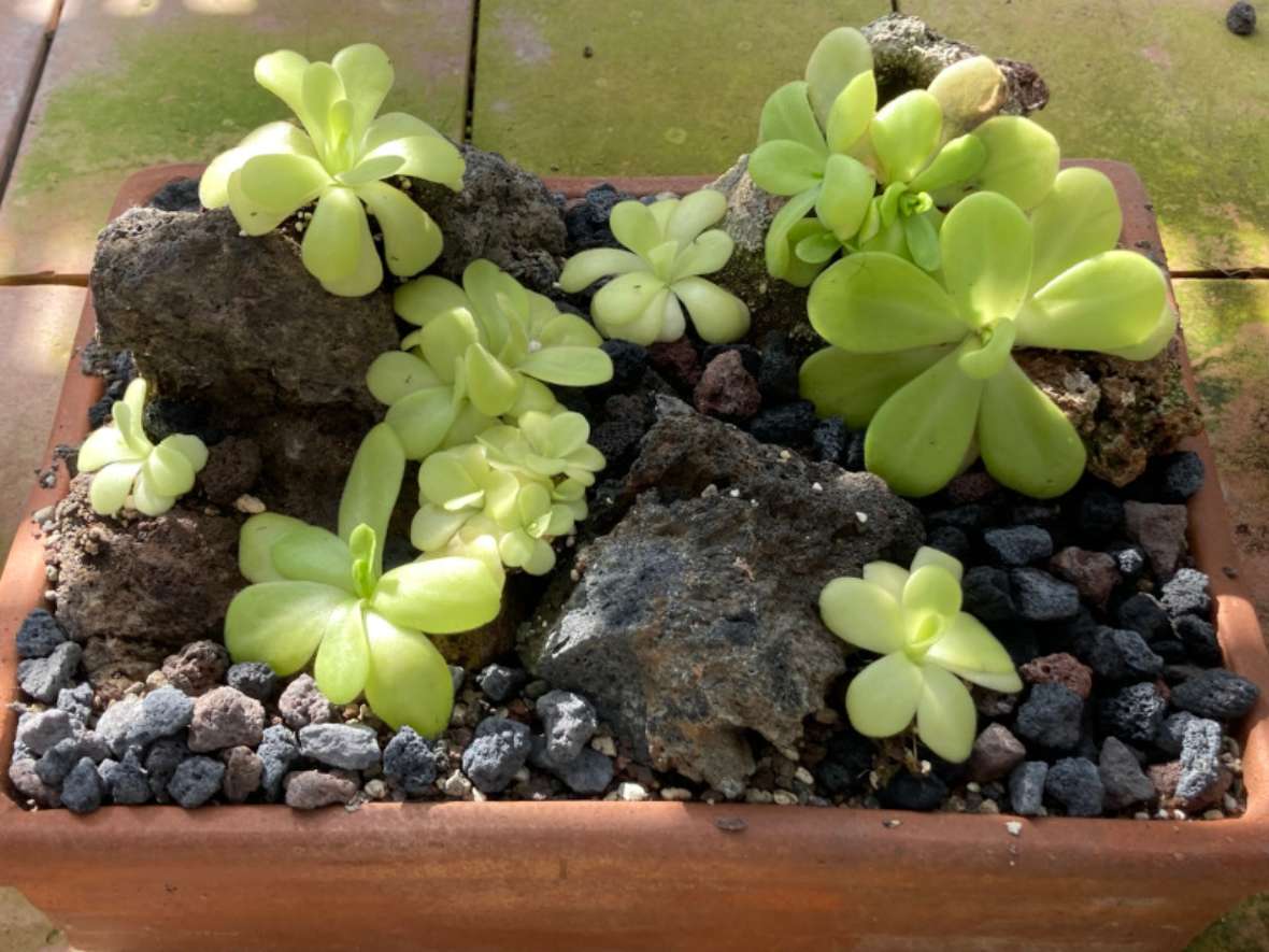 Nachbau einer Felsenlandschaft mit Pinguicula