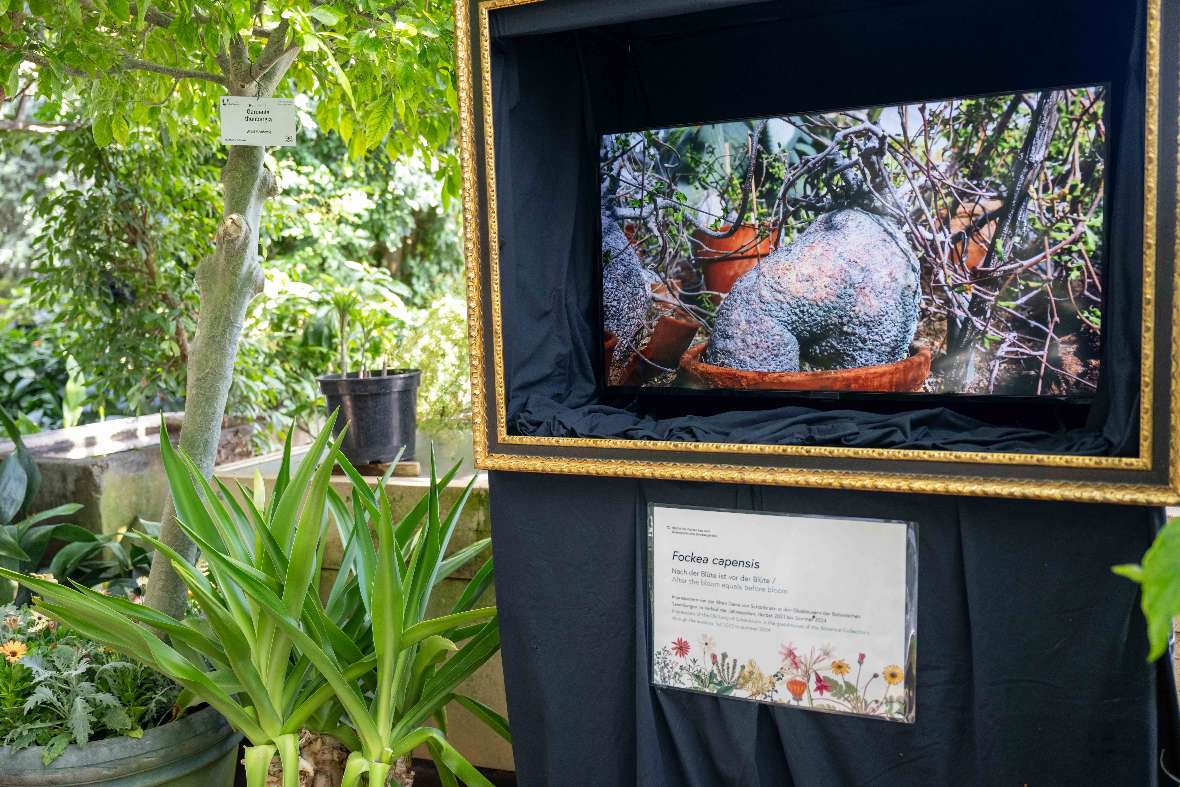 Im Video ist die Alte Dame von Schönbrunn zu sehen