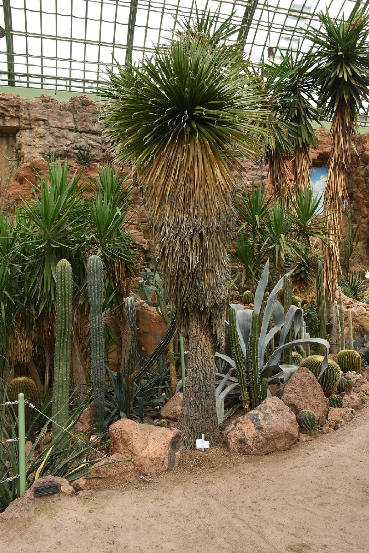Die Yucca steht inmitten der vorhandenen Gruppe sukkulenter Pflanzen