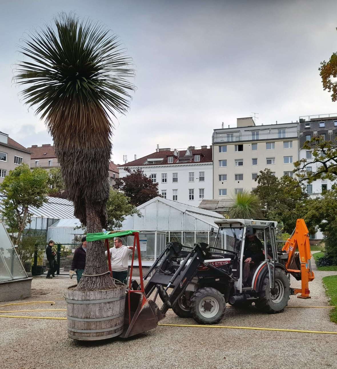 Die Yucca wird mit einem FRontlader transportiert