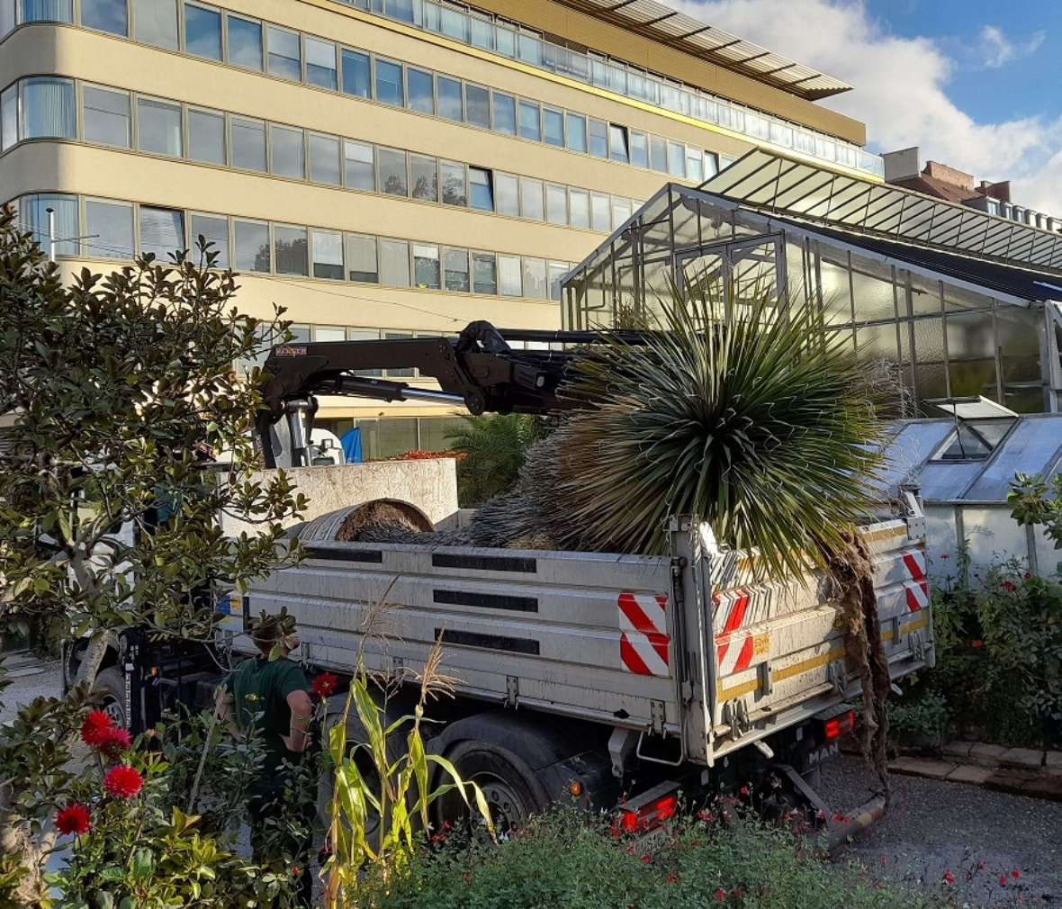 Die Yucca liegt auf einem LKW