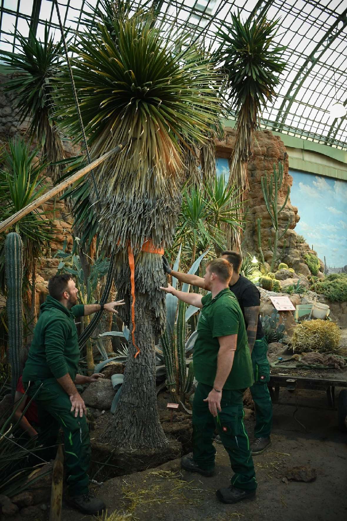 Die Yucca wird von mehreren Gärtnern im Pflanzloch stehend gehalten